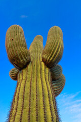 Saguaro Cactus (Carnegiea gigantea) in desert, giant cactus against a blue sky in winter in the desert of Arizona, USA