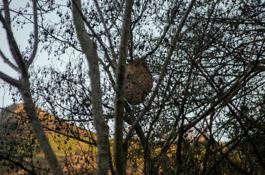 Avispero de avispa asiatica en un arbol de cantabria