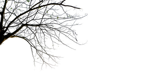 branches of a tree on transparent background PNG.