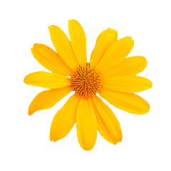 Real photo of yellow flowers on transparent background PNG.