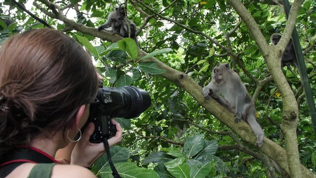 Hd slow motion footage of tourist woman photographing monkeys at Monkey Forest, Ubud, Bali, Indonesia.
Mid angle, parallax movement.