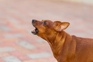 portrait of a dog