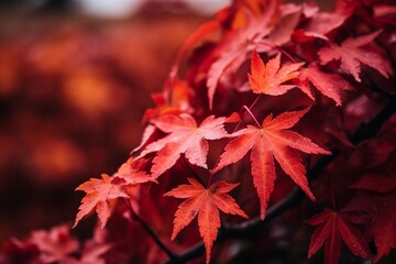 The maple leaves have changed to a vibrant red, and the entire garden is illuminated with the colors of autumn.