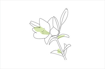 Vector flower,line art drawing or   line art , illustration