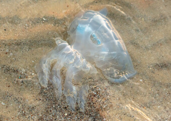 Jellyfish on the seashore at sunset