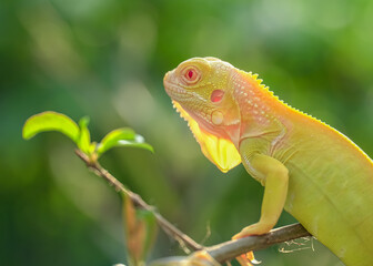 green lizard on a branch