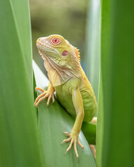 green lizard on a branch