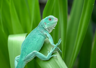 chameleon on a branch