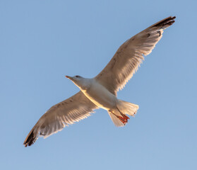 Seagull in flight at sunset