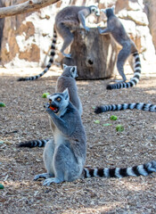 Lemurs eat vegetables at the zoo