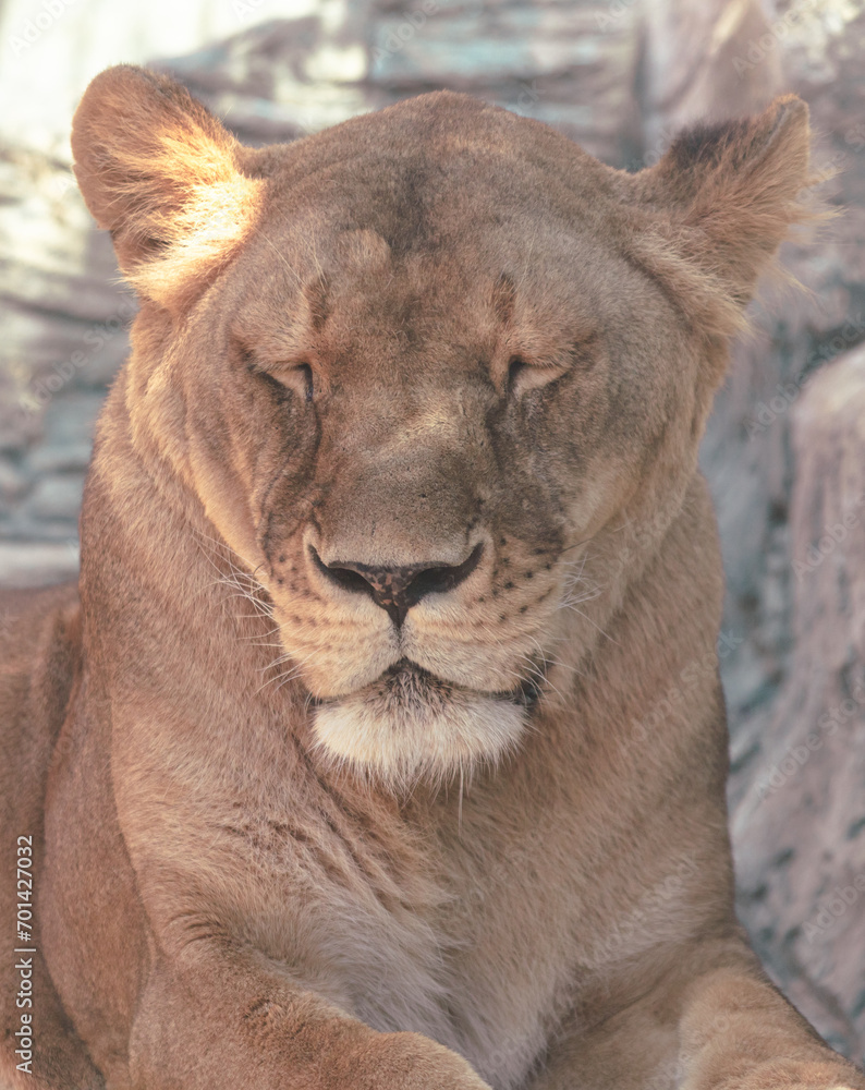 Sticker a lion sleeps in the zoo