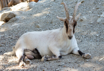 Mountain goat in the zoo