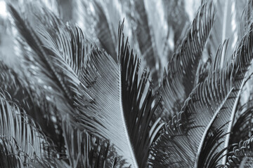 Black white photo of beautiful palm branches. Palm tree in Turkey. Beautiful background. Natural background. Silhouette of palm leaves. Beautiful screensaver. Tropical tree. Trees of Turkey.