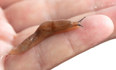 slug on hand isolated on white background. Macro