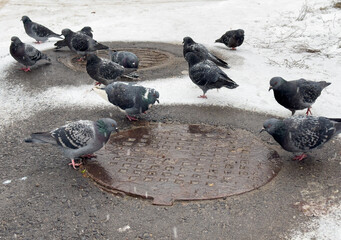 Fototapeta premium Pigeons bask on a sewer hatch in winter