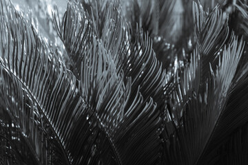 Black white photo of beautiful palm branches. Palm tree in Turkey. Beautiful background. Natural...