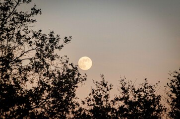 La Luna posa sobre un arbol