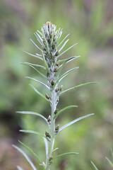 Heath Cudweed, Omalotheca sylvatica, also called Gnaphalium sylvaticum, wild plant from Finland