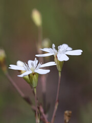 Obraz premium Rock Campion, Atocion rupestris, also called Silene rupestre, wild flowering plant from Finland