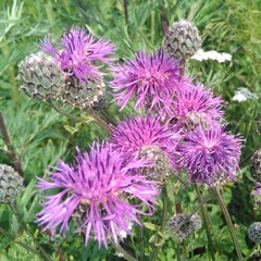 purple cornflower flowers
