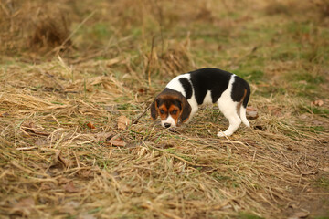 Portrait of a two month old beagle puppy on a stroll