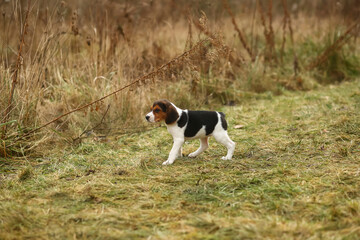 Portrait of a two month old beagle puppy on a stroll