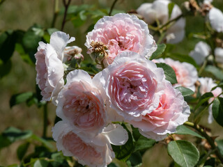 English Rose 'Wisley 2008' with delicate and charming pure pink, fully double flowers. The blooms...