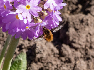 Large, dark-edged or the greater bee fly (Bombylius major) with long rigid proboscis in the front...