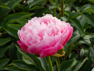 Close-up shot of Peony (Paeonia lactiflora) 'Joker' flowering with rich pink double flowers with a...