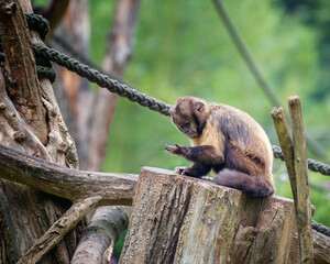 Yellow-Breasted Capuchin, the yellow-breasted capuchin