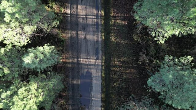 Chemin de foret des Landes vue de haut vertical