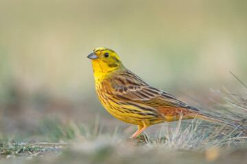 trznadel (Emberiza citrinella) © Grzegorz