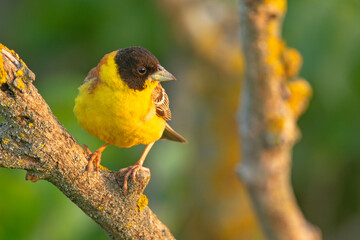 Trznadel czarnogłowy (Granativora melanocephala)