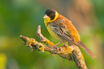 Trznadel czarnogłowy (Granativora melanocephala)