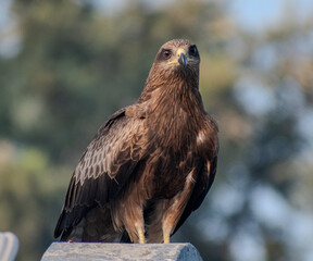 A Black Kite - Eagle Resting on a rooftop on a cold winter morning in the city of Pune, India