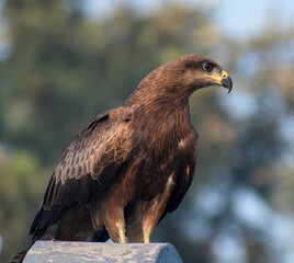 Fototapeta premium A Black Kite - Eagle Resting on a rooftop on a cold winter morning in the city of Pune, India