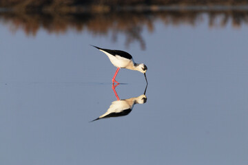 Cig&uuml;e&ntilde;uela com&uacute;n