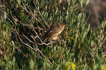 Cisticola buitrón