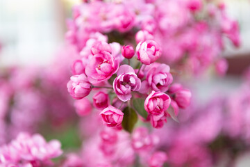 photo of seasonal springtime sakura bloom. springtime sakura flower. springtime sakura blossom.