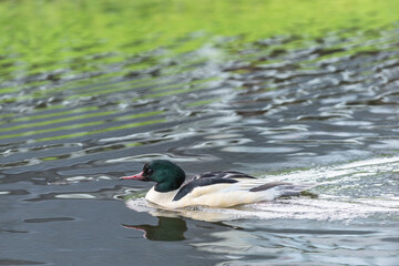 An adult male merganser (Mergus merganser) in breeding plumage floating along the canal