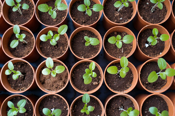 Top view of many small seedlings in flower pots. Preparations for gardening in spring
