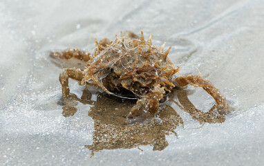 wild sand crab on beach
