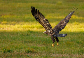 juvenile bald eagle in flight