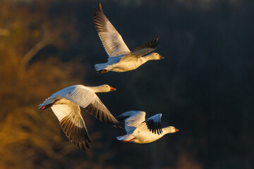 Snow Geese at Hagerman National Wildlife Refuge