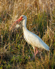 adult ibis eating crab in swamp marsh