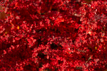 bright barberry plant bush with red leaves on branch in autumn