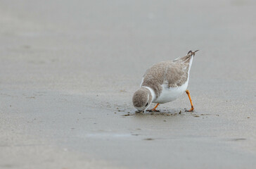 Sand piper seagull eating crab on beach