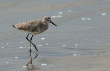Sand piper seagull eating crab on beach
