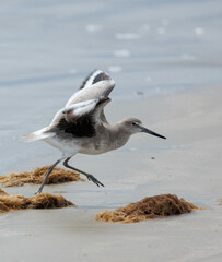 Sand piper seagull eating crab on beach