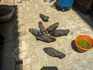 a black pigeons eating corn kernels